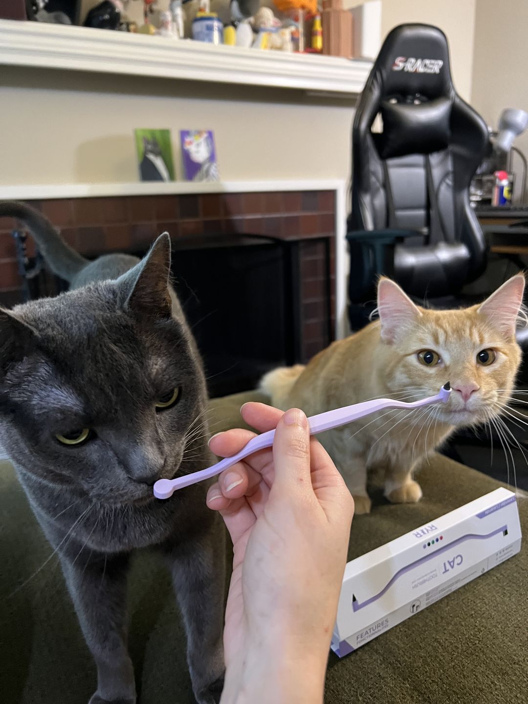 I love this tooth brush! I took it to our veterinarians and they also loved it & are now recommending it for all cat clients. Even my boy I thought would put up the most resistance enjoy it!